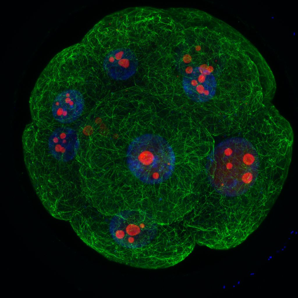 obr.2 2-cell embryo 5_2.png