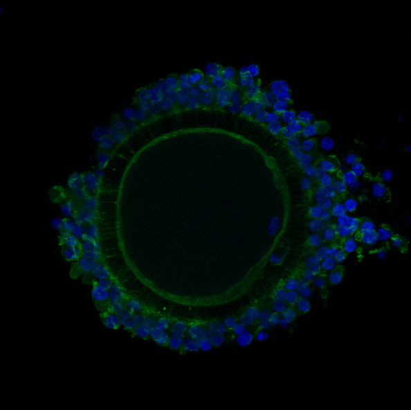 Picture19.jpg Picture20.png