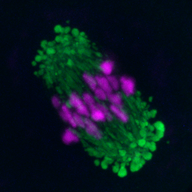 obr.2 2-cell embryo Spindel-architecture.png