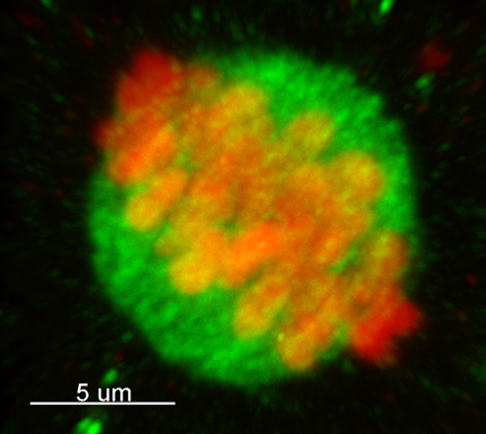 bunecny.png bunecny.png