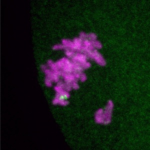 meiotic-drive-non-centromeric-locus
