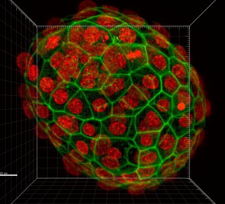 Výzvy embryonálního vývoje