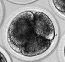 obr.2 2-cell embryo obr3.jpg