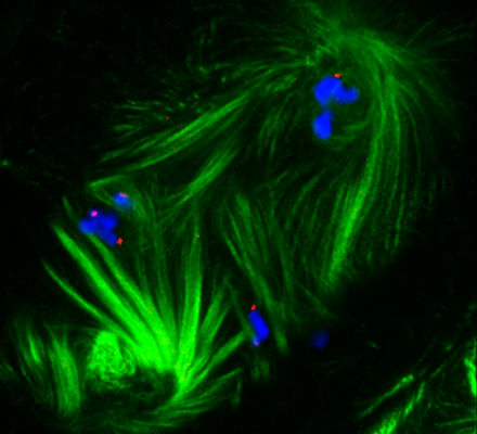 Akademie věd reaguje na krizi reprodukce