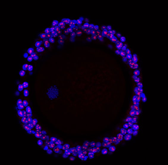 obr.2 2-cell embryo trans
