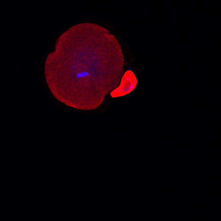 obr.2 2-cell embryo zeny.png